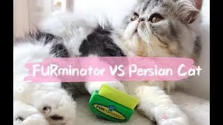 FURminator VS Persian Cat -  Long Coat Cat Grooming Routine