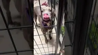 A Safe Haven for Strays 🐶 | Nate & Snoops Doghouse Behind the Scenes