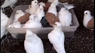 German Owl Pigeons