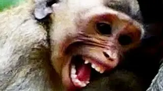 OMG..! Unbelievable | Monkey Jane's Family