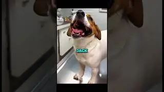 The Dog Nobody Wanted Found Love🐶❤️