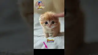 TINY KITTEN! Cat APT ❤️ lip sync 😍😍😻 #aptlipsync #lipsyncwithyourpets #catlover #lipsynccat #cats
