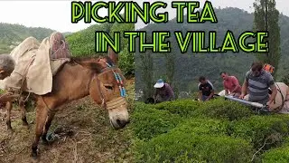 Picking tea leaves in the village