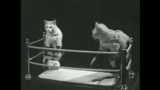 Fundacion Mi Casa Child Abuse Awareness: Cats (2007)