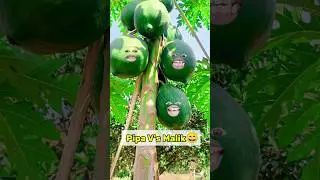 Pipa V's Malik 🥑|| New Santali Comedy Video 😄 #shorts #santali #funny #newsantali