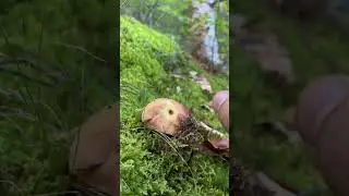 Wild mushrooms music drums instrumental by genata