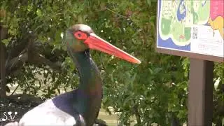 Gan Guru. Black stork walks through the zoo / Черный аист гуляет по зоопарку / גן גורו. חסידה שחורה