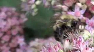 Bee Haven