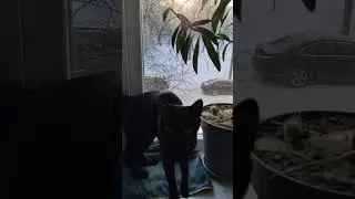 Солнце восходит ) #оле7 #cat #котофейка #кот #видосыоткота #ластёна #животные
