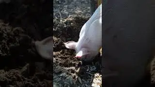 Adorable Piggy Rooting in His Wallowing Hole &ndash; Pure Cuteness! 🐷💖