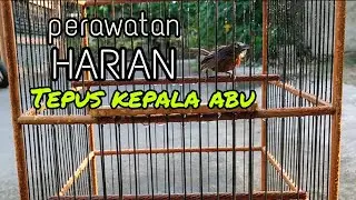 PERAWATAN HARIAN TEPUS KEPALA ABU AGAR CEPAT JINAK & GACOR | TEPUS KELABU GACOR PANJANG