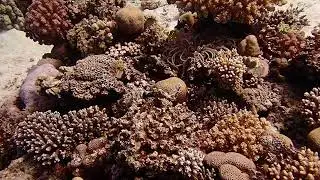 hard coral area