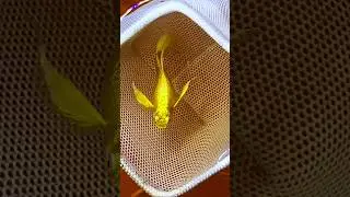 The 24-carat gold guppy fish shines with stunning golden hues, adding vibrant beauty to any aquarium