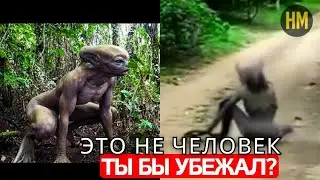 Такое не увидишь каждый день! Камера засняла УЖАСАЮЩИХ существ в лесу