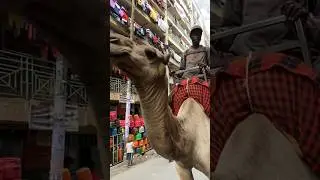 Camel Rides in slums of Nairobi. #Pipelinekenya