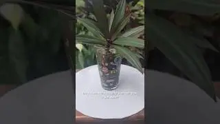 This Plant Grows in Water 🌿😱 | Easy Home Plant Hack#shorts #ytshorts #plantdecor #indoorplants #fyp