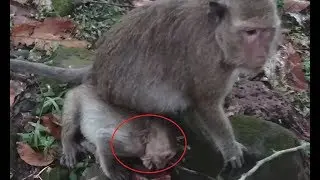 Sweat Pea Monkey, What Cause Sweet Pea Monkey Scare And Cry Very loudly Nearly Unconscious? ST #104