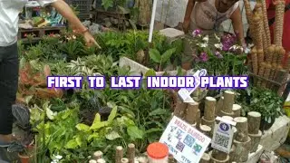 যে নার্সারীতে বেশ সস্তায় Indoor Plants পাবেন শেষ পর্যন্ত দেখুন Galiff Street Plant Market Kolkata