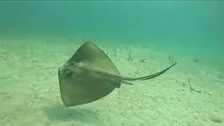 Stingrays