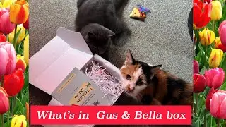 What's in Gus & Bella box 🐾🐾