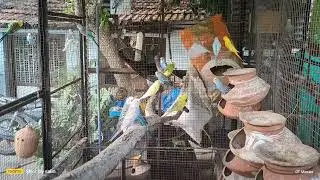 EARLY MORING WITH BIRDS @PARROTDIPANKAR @natgeoindia @OURDAHOD @NilaGuppy.7836