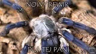 Monocentropus balfouri w nowym, eksperymentalnym domu! Największa dostępna na rynku tuba