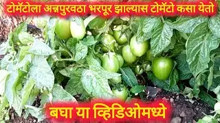 टोमॅटो axport क्वालिटी मालामाल शेतकरी 700 + कॅरेट