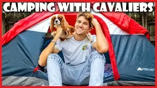 Camping on the Beach with my Cavalier King Charles Spaniels