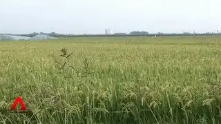 Rice demand in China