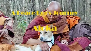 Aloka Peace Dog &mdash; Aloka&rsquo;s Journey in Song