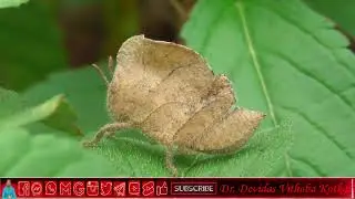 Leaf Hopper | Class Insecta | Phylum Arthropoda | Kingdom Animalia @dr.devidasvithobakotkar1666