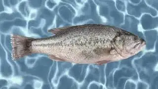 SpongeTom ShortPants - Theme Song (Brazilian Portuguese) (MOST POPULAR VIDEO)