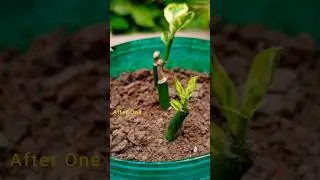 Pedilanthus Devil's Backbone Plant Propation #propagation