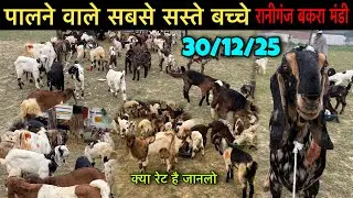 आज की मंडी का रेट 😍 30/12/25 सस्ती हो गई रानीगंज की मंडी | Tuesday Raniganj Bakra Mandi | Ziya Vlogs