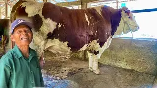 ‼️THIS GRANDFATHER HAS GIANT COWS IN ALL OF PRACIMANTORO WONOGIRI‼️