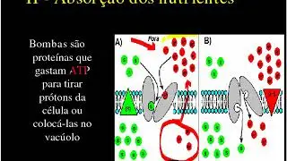 Nutriçao Mineral 4ª Parte - Absorção de Nutrientes