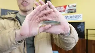 The New Ultimate FFS Minnow? Judy Fish 5.2
