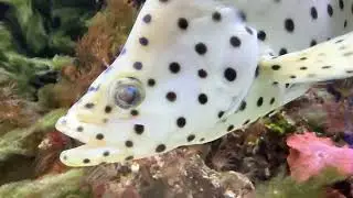 Kanic tečkovan&yacute;. The humpback grouper, Cromileptes altivelis, grows up to 70 cm