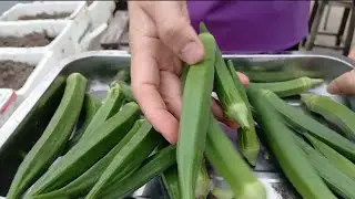 How to Grow Organic Rooftop Okra / in Recycled Inox Containers