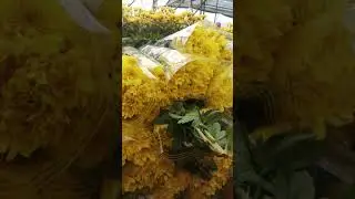 Hoa c&uacute;c c&aacute;nh d&agrave;i si&ecirc;u đẹp 27/9/2021 - alo 0972 92 52 72