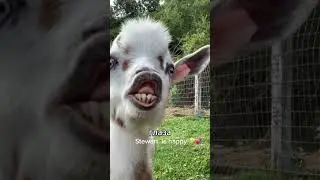 Why do goats have rectangular pupils? #shorts