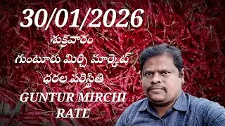 30 January 2026 GUNTUR MIRCHI MARKET RATES గుంటూరు మిర్చి మార్కెట్ ధరలు 