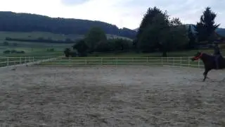 Reiten ohne Zaum