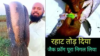 मरल ने रहाट तोड़ दिया||zakk frog pura nigal liya|| Big snakehead caching