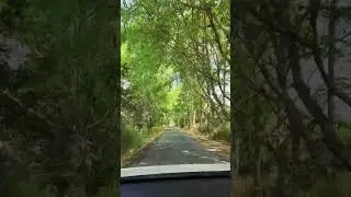 🌳 Peaceful Road Under the Shade of Trees | Calm Drive Through Nature 🌿 #NatureVibes #PeacefulRoad