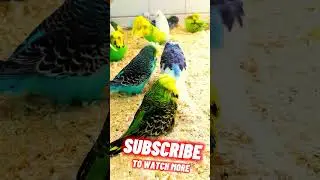 exhibition budgies parrot 🦜#shortvideo #trending #youtubeshorts #viral #funny #bird #shortsfeed
