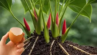 Don’t Throw This Away! Anthurium Blooms All Year Naturally