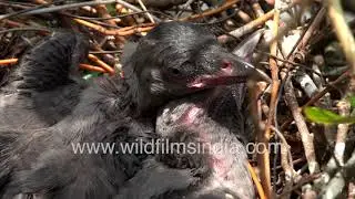 Kauwa kahani: Crows breed over busy Ring Road, least bothered by traffic noise, crowds, pollution