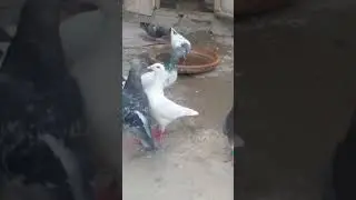 Peshore Kabootar Chota Jiyaa Setup Ay🥰 #foryou #pigeon #viralvideo #kabootarbazi #shortsvideo