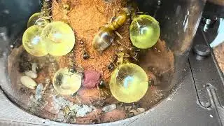 My Golden honey pots update video 